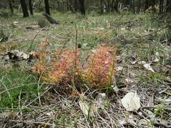 Drosera stolonifera