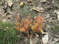 Drosera stolonifera