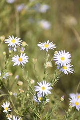 Aster altaicus