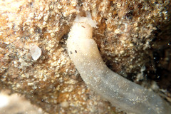 Leptosynapta dolabrifera