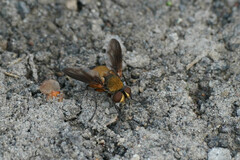Cyclorrhapha