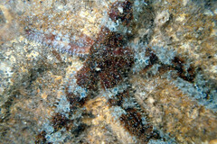 Coscinasterias muricata