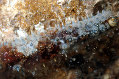 Coscinasterias muricata