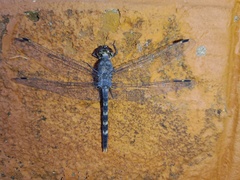 Bradinopyga geminata