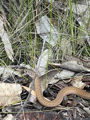 Pygopus lepidopodus