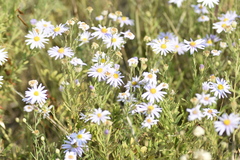 Aster altaicus