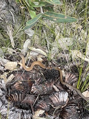Pygopus lepidopodus