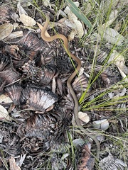Pygopus lepidopodus