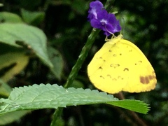 Eurema hecabe hecabe