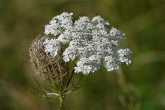Daucus