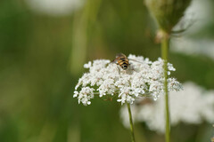 Eristalis cerealis
