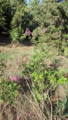Lagerstroemia indica