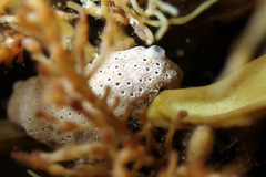 Didemnum psammatodes