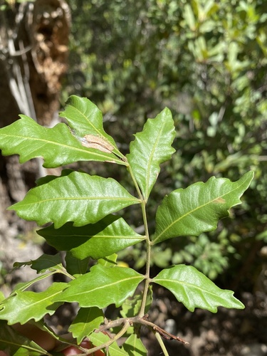 bend-me-not (Smelophyllum capense)