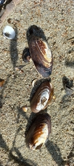 Unio elongatulus