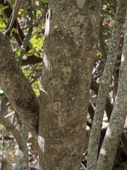 Smelophyllum capense