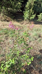 Lagerstroemia indica