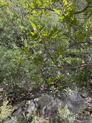 Smelophyllum capense