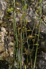 Eulophia graminea