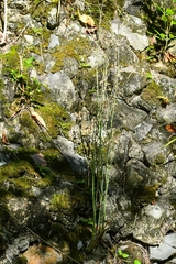 Eulophia graminea