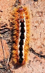 Eutricha capensis