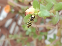 Ischiodon scutellaris