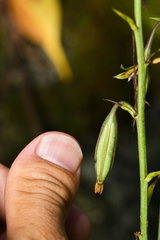 Eulophia graminea