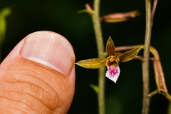 Eulophia graminea