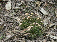 Stylidium uniflorum