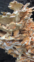 Laetiporus cincinnatus
