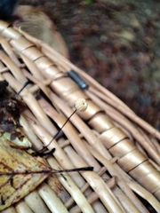 Marasmius bulliardii