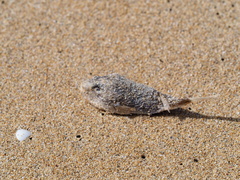 Contusus brevicaudus