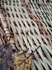 Marasmius bulliardii