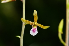 Eulophia graminea
