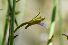 Eulophia graminea