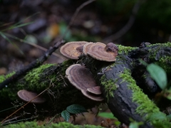 Daedaleopsis tricolor