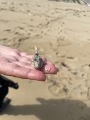 Contusus brevicaudus