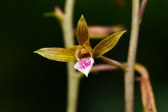 Eulophia graminea