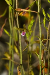 Eulophia graminea