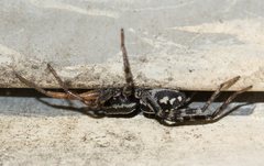 Nyssus coloripes