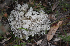 Pulchrocladia retipora