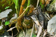 Eulophia graminea
