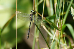 Anotogaster sieboldii