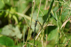 Anotogaster sieboldii