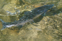 Oncorhynchus gorbuscha