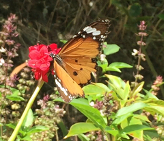 Danaus chrysippus chrysippus