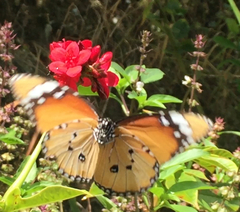 Danaus chrysippus chrysippus