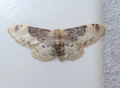 Idaea filicata