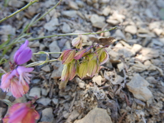 Polygala nicaeensis
