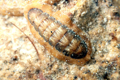Ischnochiton torri